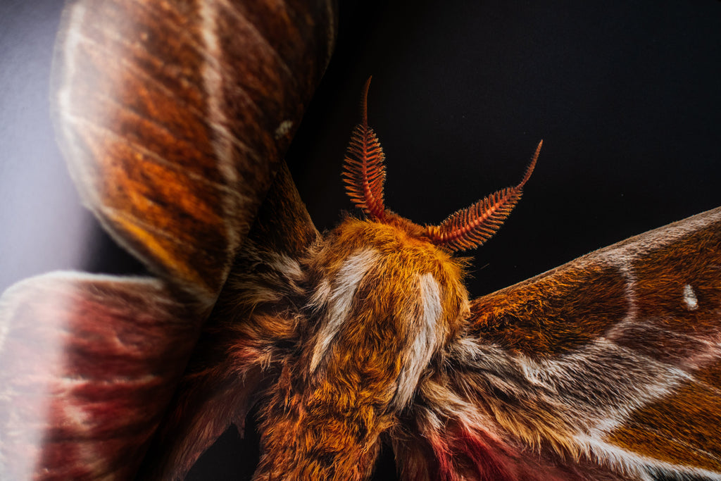 Extinct & Endangered: Insects in Peril